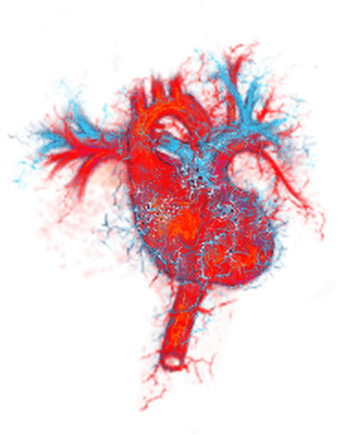 Heart