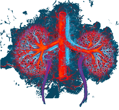 Kidney